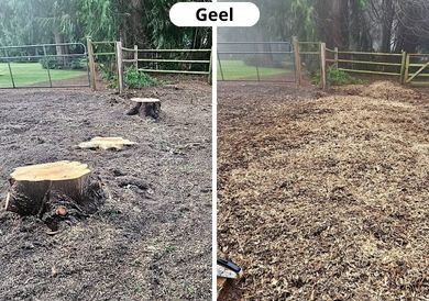 3 Boomstronk Verwijderen Kempen before after 3